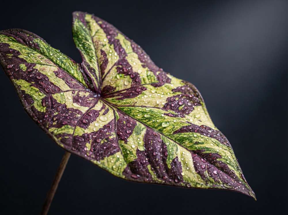 黑丝植物测评视频